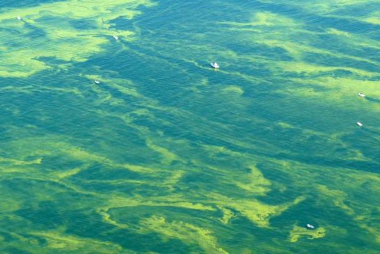 ជំនោរស្លែទឹក ឬជំនោរក្រហម (Red Tide)