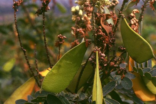 រុក្ខជាតិ៖ ប្រទាលបូស, ថ្មរាប់ (prâtiël bôhs, thmâ roa:b) (Caesalpinia godefroyana)