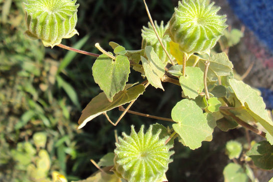 រុក្ខជាតិ៖ ត្បាល់កិន, កំប្លោកប្លោង (Abutilon indicum)