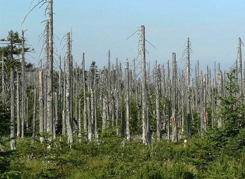 ភ្លៀងអាស៊ីត (Acid Rain)