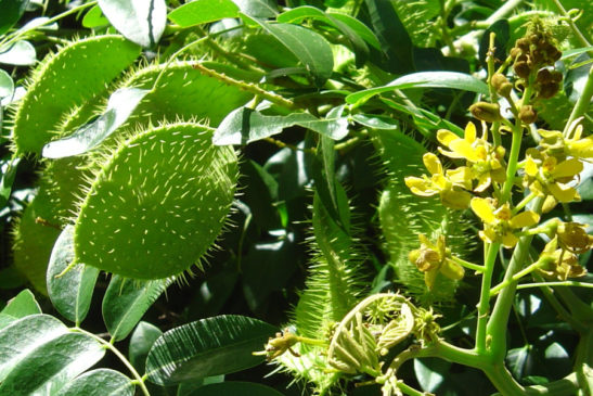 រុក្ខជាតិ៖ (ដើម) ក្អួត (Caesalpinia major)