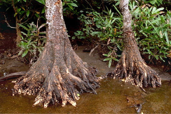 រុក្ខជាតិ៖ ប្រសាក់ញី, ប្រសាក់តូច, ប្រសាក់ទឹក (Bruguiera gymnorhiza)