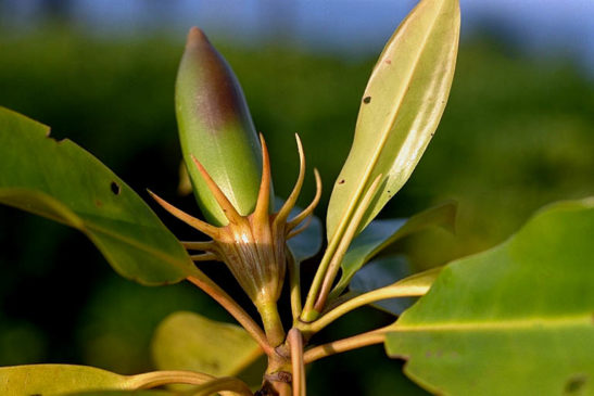 រុក្ខជាតិ៖ ផ្លោង ឬប្រសាក់ធំ (Bruguiera sexangula)