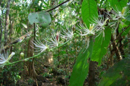 រុក្ខជាតិ៖ កញ្ជើបាយដាច (Capparis micracantha)