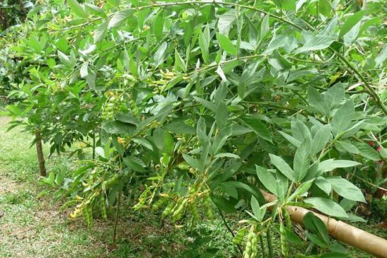 រុក្ខជាតិ៖ សណ្តែកក្លឹង្គ, សណ្តែកគ្រាប់ស (Cajanus cajan)