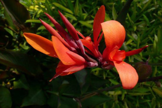 រុក្ខជាតិ៖ (ផ្កា)ចេកទេស (Canna indica)