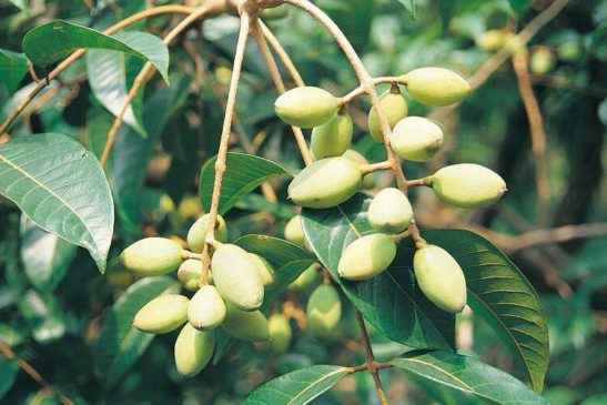 រុក្ខជាតិ៖ តាឡាត់ (Canarium album)