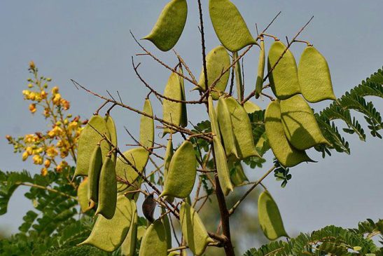 រុក្ខជាតិ៖ ស្បែង (sbaèng) (Caesalpinia sappan)