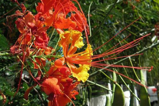 រុក្ខជាតិ៖ ក្ងោកហោះ, ក្ងោកខ្មែរ, ក្ងោកតូច(k’ngaôk hâhs, k’gnaôk khmer, k’ngaôk tô:ch (Caesalpinia pulcherrima)