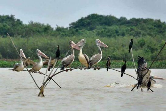 តើតំបន់ដីសើមជាអ្វី? What is Wetlands?