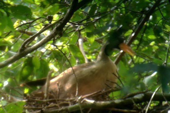 មន្ត្រីបរិស្ថាន បានរកឃើញសំបុកពងសត្វពពូលទឹកដែលជិតផុតពូជ