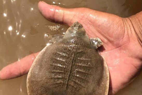 តើកន្ធាយក្បាលកង្កែបជាប្រភេទសត្វអ្វី ហើយស្ថិតក្នុងអម្បូរអ្វី?