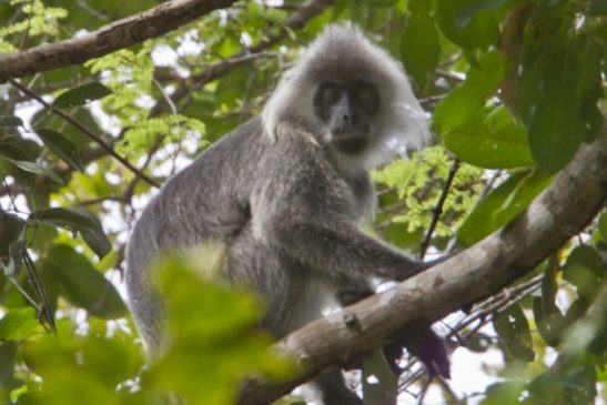 មន្ត្រីអង្គការ WCS៖ ការបាត់បង់សត្វព្រៃព្រោះមនុស្សនៅតែយល់ខុសថា«សត្វព្រៃជាថ្នាំប៉ូវ»