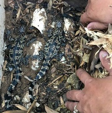 កូនក្រពើជិតផុតពូជលើពិភពលោកចំនួន០៩ក្បាល បានញាស់ដោយជោគជ័យ