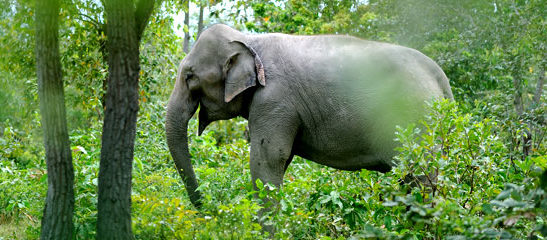 ទិវាដំរីអន្តរជាតិ៖ កម្ពុជាមានដំរីច្រើនជាងគេនៅអាស៊ី (មានវីដេអូ)