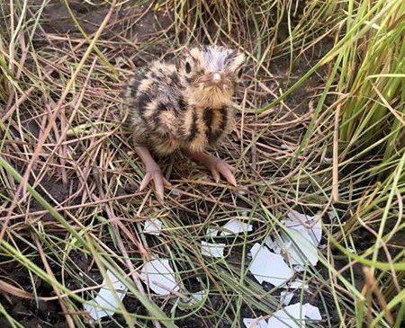 ដំណឹងល្អ៖ កូនខ្សឹបញាស់ថ្មីដែលជាសត្វជិតផុតពូជក្នុងលោក បង្ហាញពីការអភិរក្សជោគជ័យ