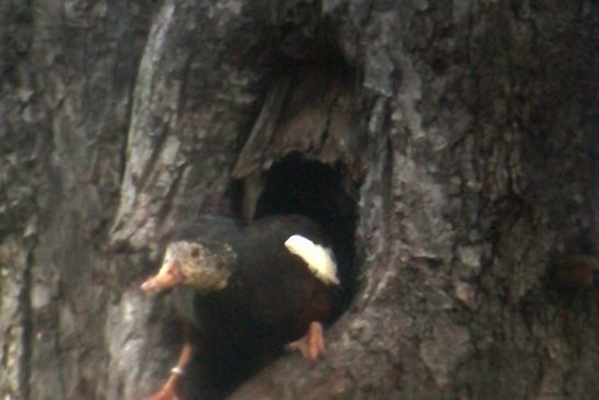 ក្រសួងបរិស្ថាន និងអង្គការការពារសត្វព្រៃអះអាងពីភាពជោគជ័យលើការអភិរក្សសត្វទាព្រៃស្លាបស