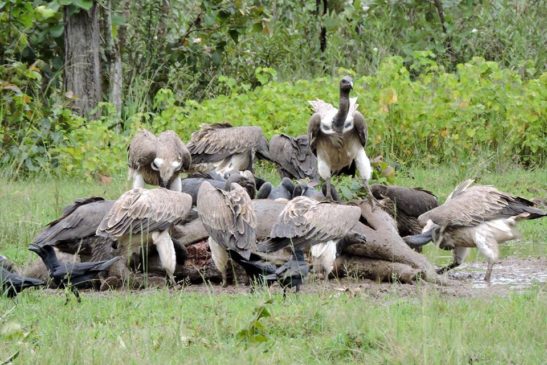 សត្វត្មាតចំនួនបីប្រភេទនៅកម្ពុជាកំពុងស្ថិតនៅក្នុងហានិភ័យខ្ពស់
