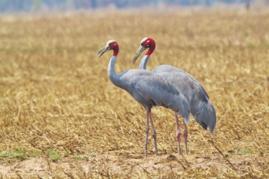 អ្វីជាតំបន់ការពារទេសភាព?