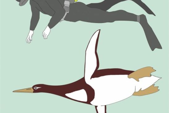 អ្នកវិទ្យាសាស្ត្ររកឃើញ៖ ហ្វូស៊ីលរបស់សត្វPenguin(ផេនខ្វីន)ប៉ុនខ្លួនមនុស្ស