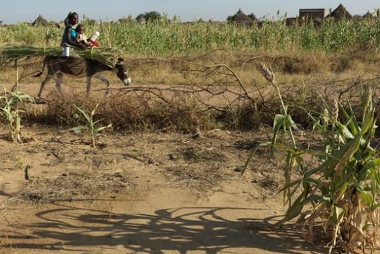 ការប្រែប្រួលអាកាសធាតុនឹងបង្ករឱ្យមានវិបត្តិជនភៀសខ្លួនធំធេងបំផុត