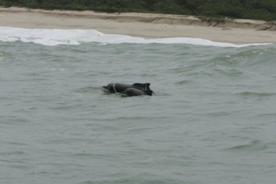 ផ្សោតសមុទ្រនៅអាហ្វ្រិកខាងលិចត្រូវបានដាក់បញ្ចូលជាថនិកសត្វកម្រ