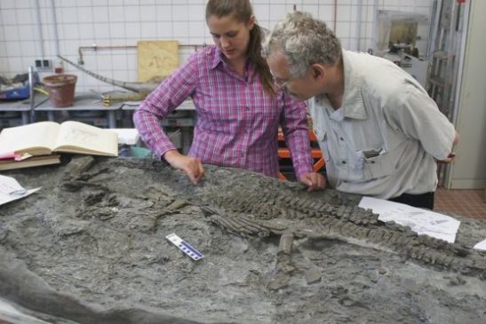 ហ្វូស៊ីលល្មូនសមុទ្របង្ហាញពីតម្រុយនៃជីវិតក្នុងបាតសមុទ្រ