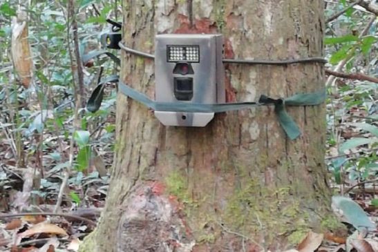 ក្រុមស្រាវជ្រាវរបស់ក្រសួងបរិស្ថាន និងអង្គការWCS បំពាក់ម៉ាស៊ីនថតរូបស្វ័យប្រវត្តិនៅតំបន់ធម្មជាតិភ្នំត្បែងដើម្បីសិក្សាពីសក្តានុពលសត្វក្នុងតំបន់