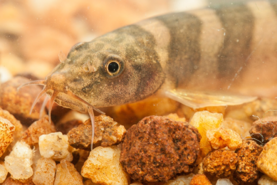 រកឃើញត្រីទឹកសាបប្រភេទថ្មីនៅកម្ពុជា