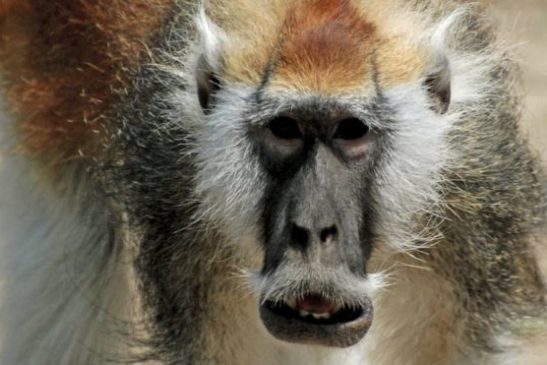 ស្វាពុកមាត់ គឺជាប្រភេទស្វាផ្សេងដាច់ដោយឡែក