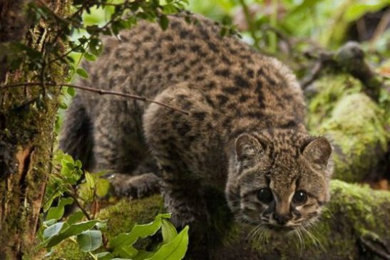 ឆ្មាព្រៃរបស់ទ្វីបអាមេរិកខាងត្បូងបាត់ជម្រកសឹងតែទាំងស្រុង និងឈានទៅរកផុតពូជ