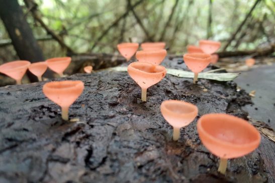 ដែនជម្រកសត្វព្រៃកែវសីមា ជាទីជម្រកសត្វព្រៃ និងរុក្ខជាតិយ៉ាងហោច៦០ប្រភេទក្នុងបញ្ជីIUCN