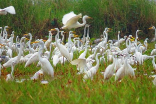 រកឃើញសត្វស្លាបចំនួន៤០ប្រភេទ ៣៣១៤ក្បាលនៅតំបន់ការពារទេសភាពបឹងព្រែកល្ពៅ