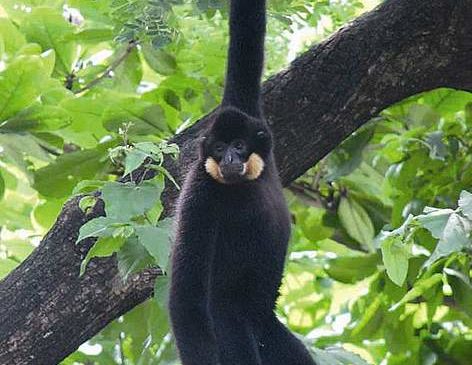 កម្ពុជាមានទោចផ្ពាល់លឿងច្រើនជាងគេបំផុតនៅលើពិភពលោក