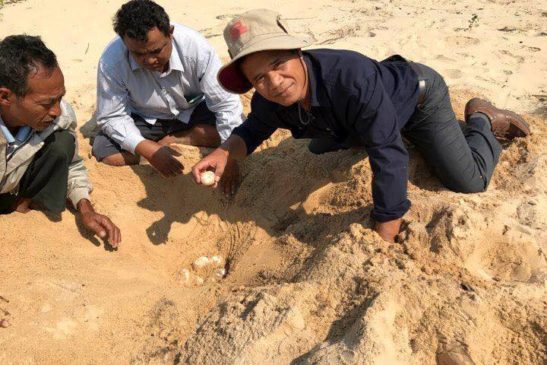 រកឃើញពងអណ្តើកហ្លួងចំនួនមួយសំបុកនៅប្រព័ន្ធព្រែកស្រែអំបិល