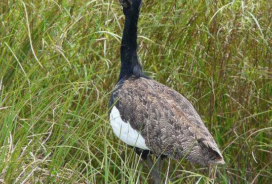 ក្រសួងបរិស្ថាន បានរៀបចំដំណើរទស្សនកិច្ចទៅកាន់តំបន់អភិរក្សសត្វខ្សឹបដើម្បីប្រារព្ធទិវាដីសើម