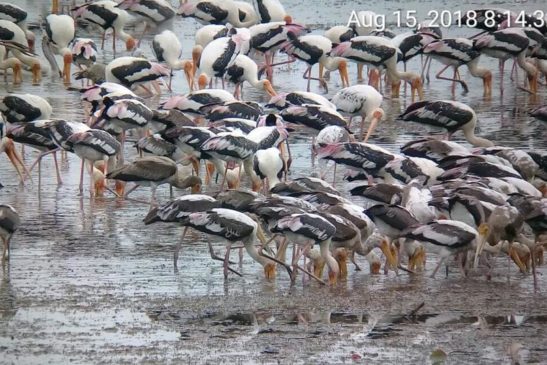 ខេត្តបន្ទាយមានជ័យ៖ ឧទ្យានុរក្សតំបន់ការពារទេសភាពអាងត្រពាំងថ្ម សហការជាមួយអង្គការ WCS