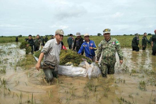 មន្ទីរបរិស្ថានខេត្តបាត់ដំបងចំនួន៣០នាក់ បានចូលរួមជួយច្រូតស្រូវ របស់ប្រជាពលរដ្ឋដែលរងការលិចលង់ដោយទឹកជំនន់