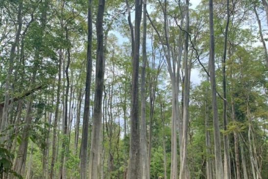 សម្រស់ដើមស្រឡៅក្នុងដែនជម្រកសត្វព្រៃព្រៃឡង់!