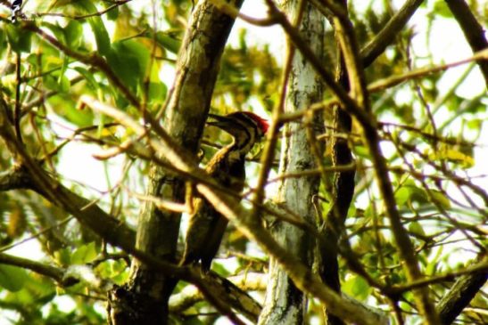 រួមគ្នាដេីម្បីការពារ និងអភិរក្សសត្វស្លាបនៅកម្ពុជា!