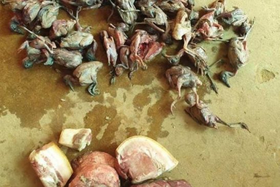 អាហារដ្ឋាន៣កន្លែងនៅខេត្តសៀមរាប ដែលយកសាច់សត្វព្រៃមកធ្វើម្ហូបដោយខុសច្បាប់ ត្រូវបានសមត្ថកិច្ចបង្ក្រាប