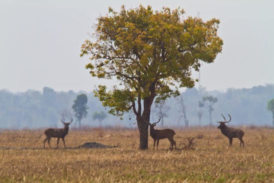 អបអរសាទរ ទិវាបរិស្ថានជាតិ និងបរិស្ថានពិភពលោក ៥ មិថុនា