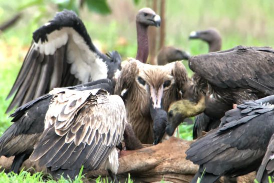 ការធ្វើ ជំរឿនសត្វត្មាតប្រចាំឆ្នាំនៅកម្ពុជាដែលធ្វើឡើងនៅក្នុងសហគមន៍ដងផ្លិត-អាហារដ្ឋានត្មាត ក្នុងភូមិសាស្ត្រនៃដែនជម្រកសត្វព្រៃឆែប ក្នុងស្រុកឆែប ខេត្តព្រះវិហារ