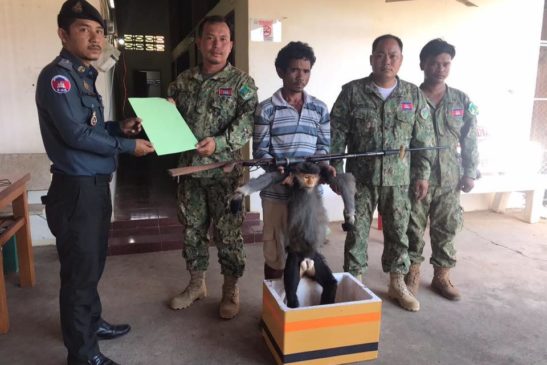 ក្រសួងបរិស្ថាន សម្ដែងការសោកស្ដាយ និងថ្កោលទោសចំពោះការបាញ់សម្លាប់សត្វស្វាកន្ទុយសនៅខេត្តស្ទឹងត្រែង, ជនល្មើសនឹងត្រូវបញ្ជូនទៅតុលាការនៅថ្ងៃស្អែក