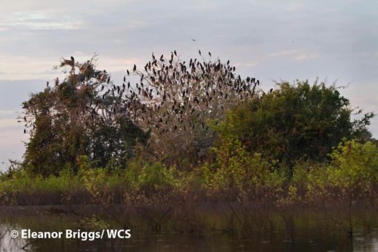 រួមគ្នាដេីម្បីការពារ និងអភិរក្សសត្វស្លាបនៅកម្ពុជា!