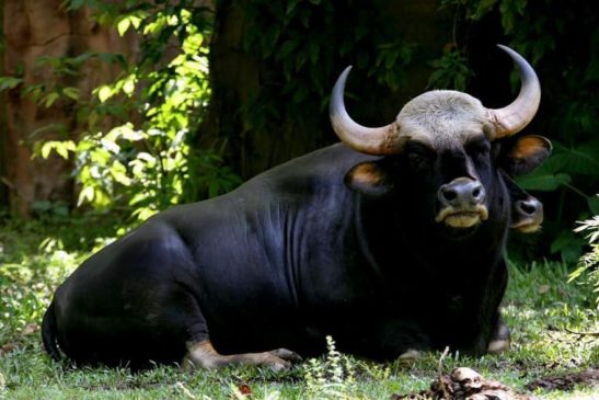 ឈប់ហូបសាច់សត្វព្រៃ ដើម្បីបញ្ឈប់ការសម្លាប់! សត្វខ្ទីងមួយក្បាលទៀត ត្រូវពានព្រៃសម្លាប់