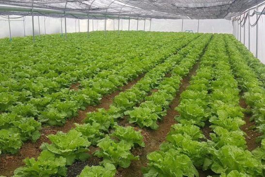 ការធ្វើកសិកម្មវៃឆ្លាត ផ្គត់ផ្គង់បន្លែទៅកាន់ទីផ្សារ