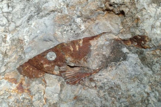 ផូស៊ីលត្រី