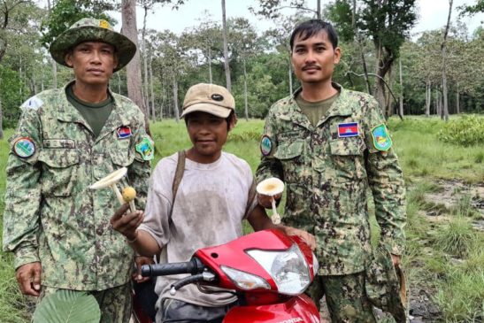 ពេលមានភ្លៀងធ្លាក់ជារដូវផ្សិតក្ងោកនៅតាមព្រៃ