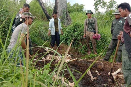 «ប្រទះឃើញសាកសពសត្វខ្ទីង ០១ក្បាល បានស្លាប់»